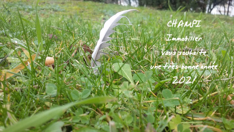 un champigon et une aile d'oiseau plantée dans l'herbe